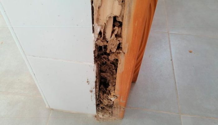 Eliminación de plagas de termitas. Caso práctico