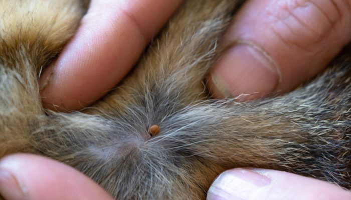 Control de garrapatas en explotaciones ganaderas: prevención, tratamiento y seguridad