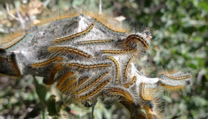 Endoterapia contra la procesionaria