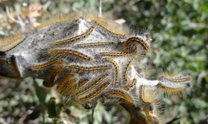 Endoterapia contra la procesionaria