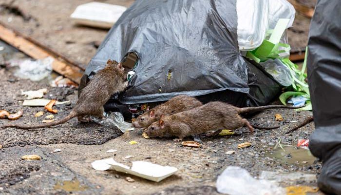 Enfermedades transmitidas por ratas: por qué es vital realizar una desratización profesional