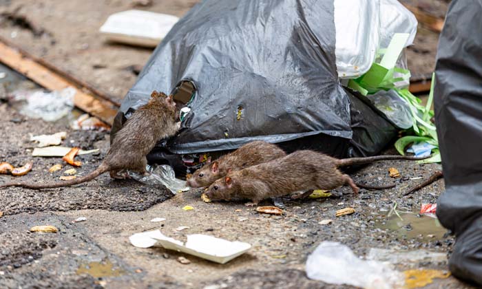 Enfermedades transmitidas por ratas: por qué es vital realizar una desratización profesional